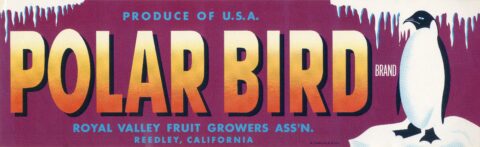 Polar Bird